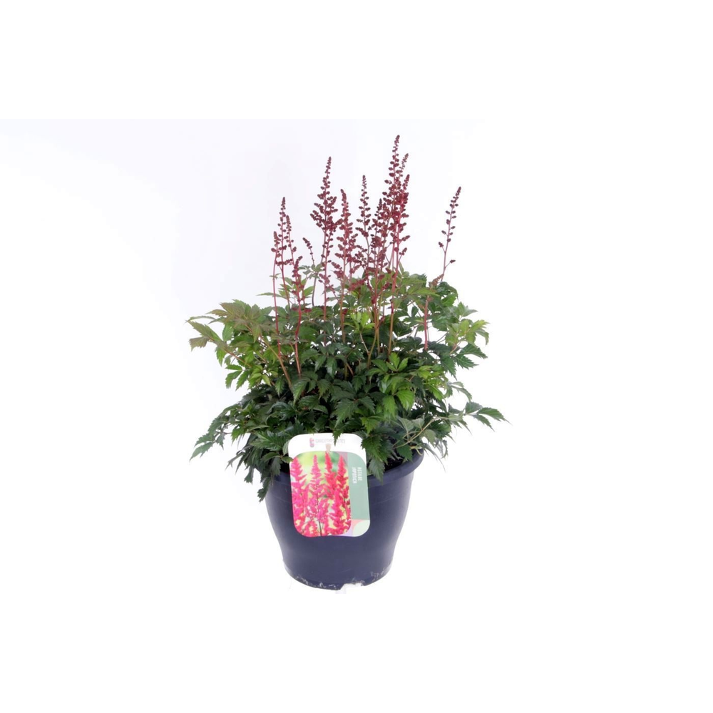 Astilbe arendsii Fanal.