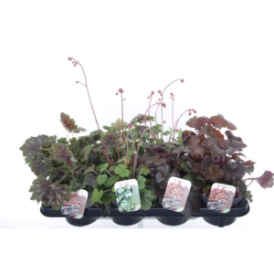 Heuchera mix.