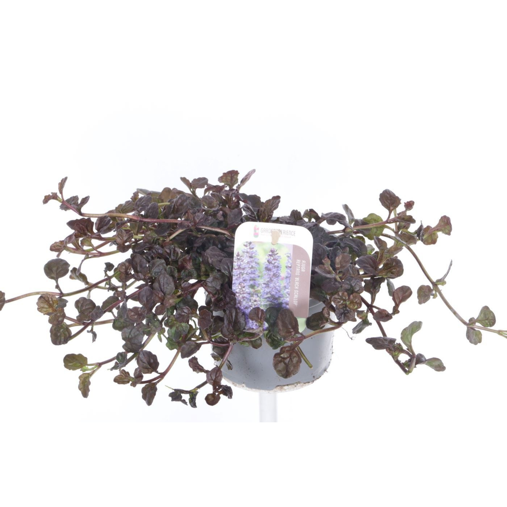 Ajuga reptans Black Scallop.