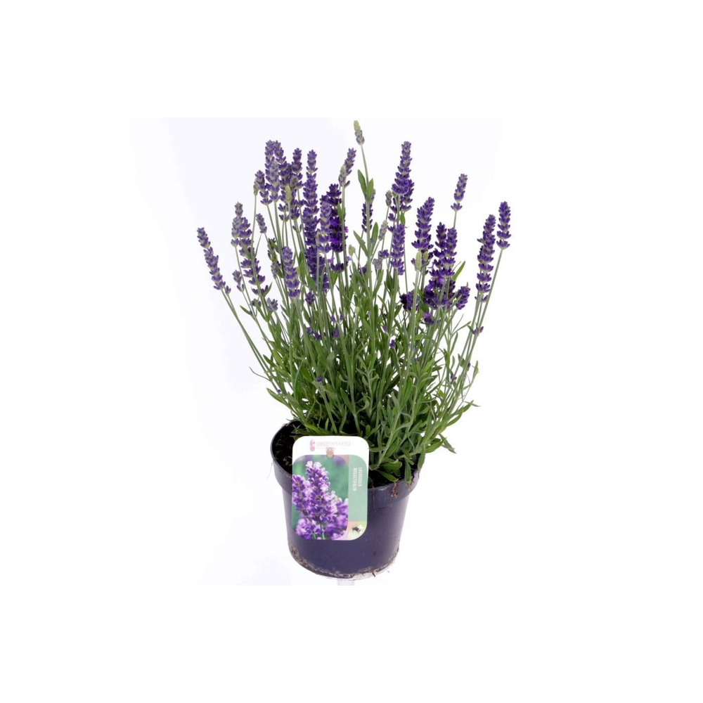 Lavandula Spear Blue.