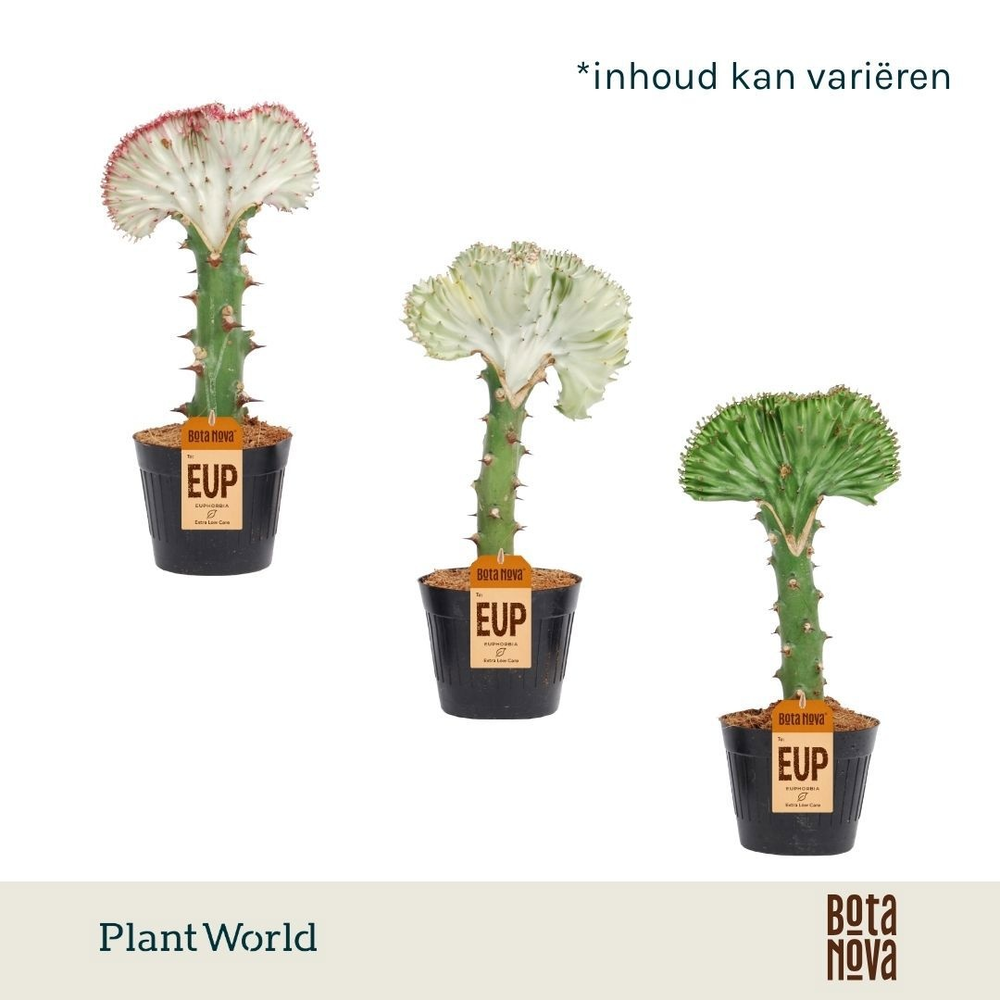 Euphorbia lactea 'Cristata' Mix 10,5cm.
