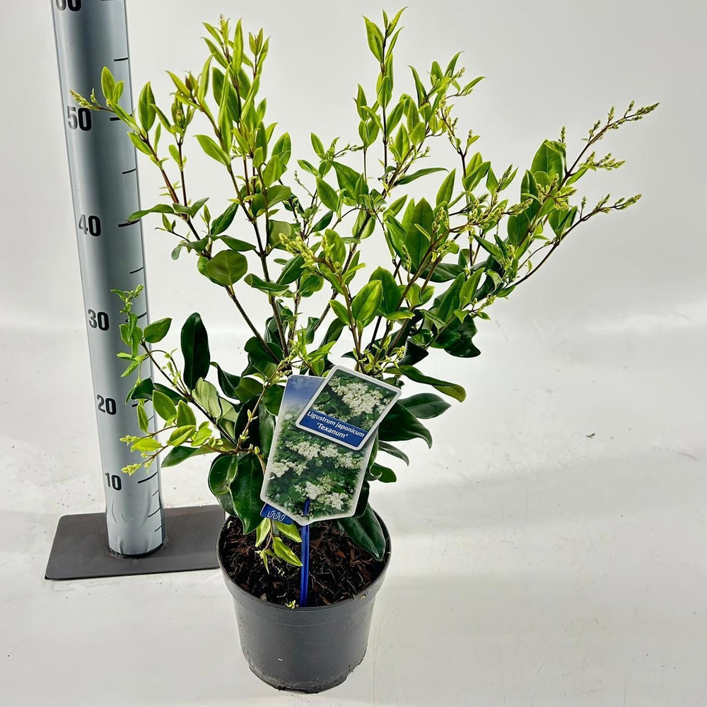 Ligustrum jap. 'Texanum'.
