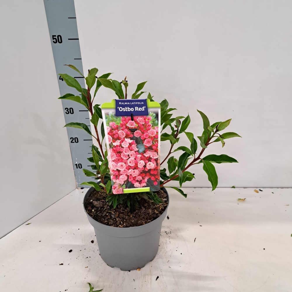 Kalmia lat. 'Ostbo Red'.