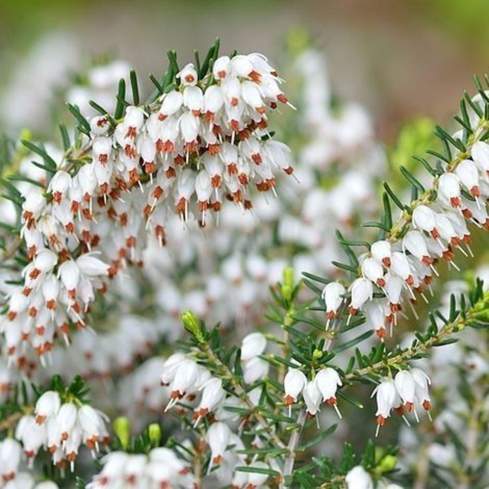 Erica darl. 'White Perfection'.