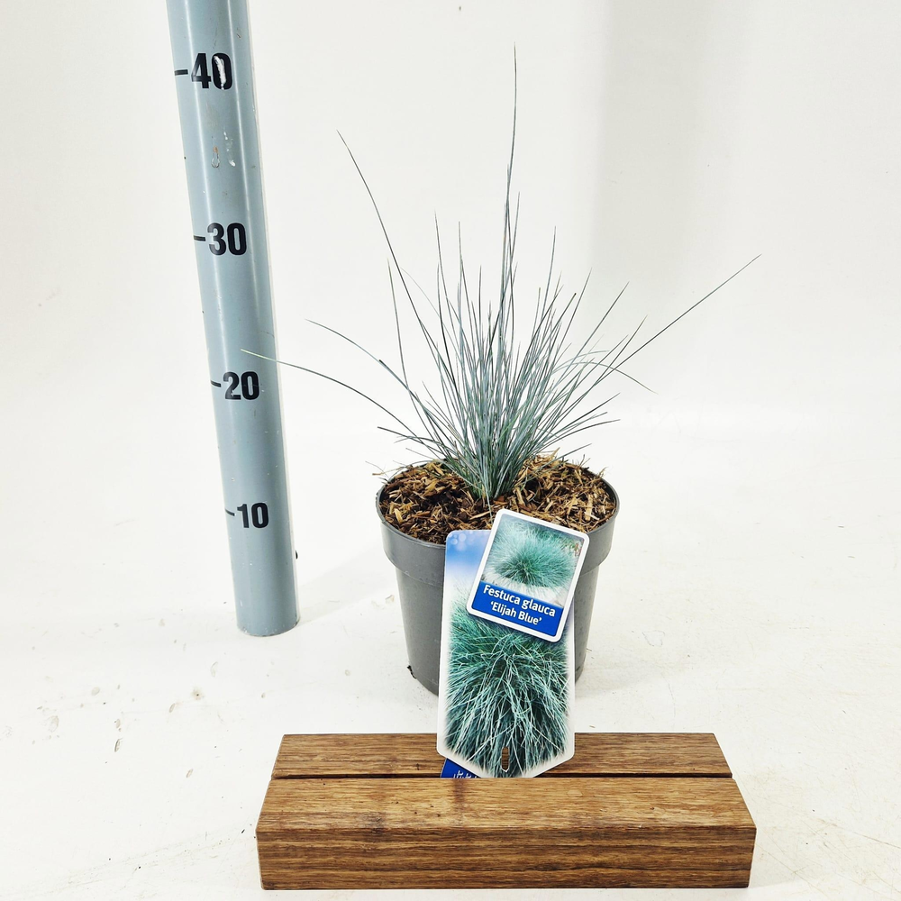 Festuca glauca 'Elijah Blue'.