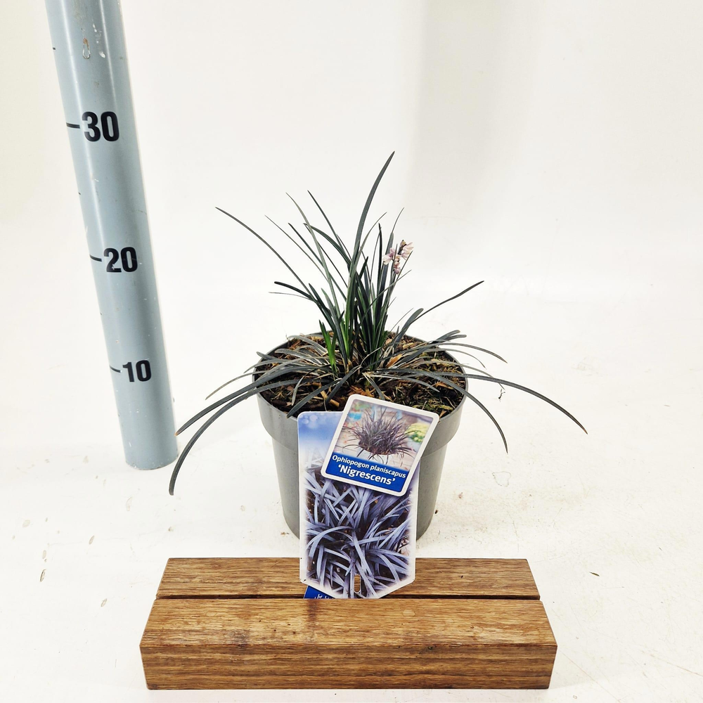 Ophiopogon plan. ‘Niger'.