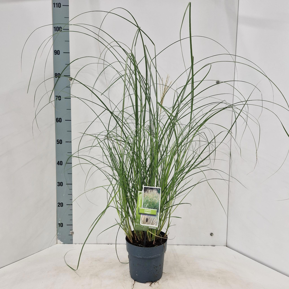 Miscanthus sin. 'Adagio'.