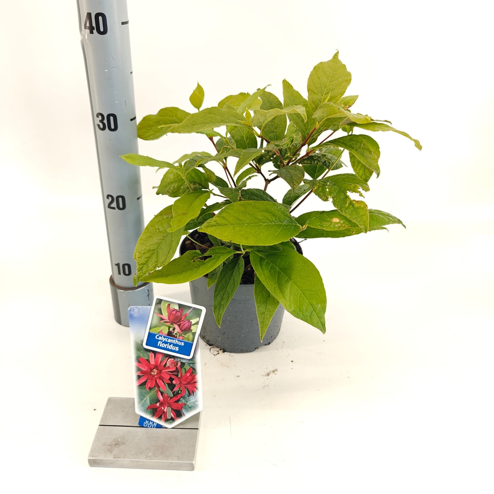 Calycanthus floridus.