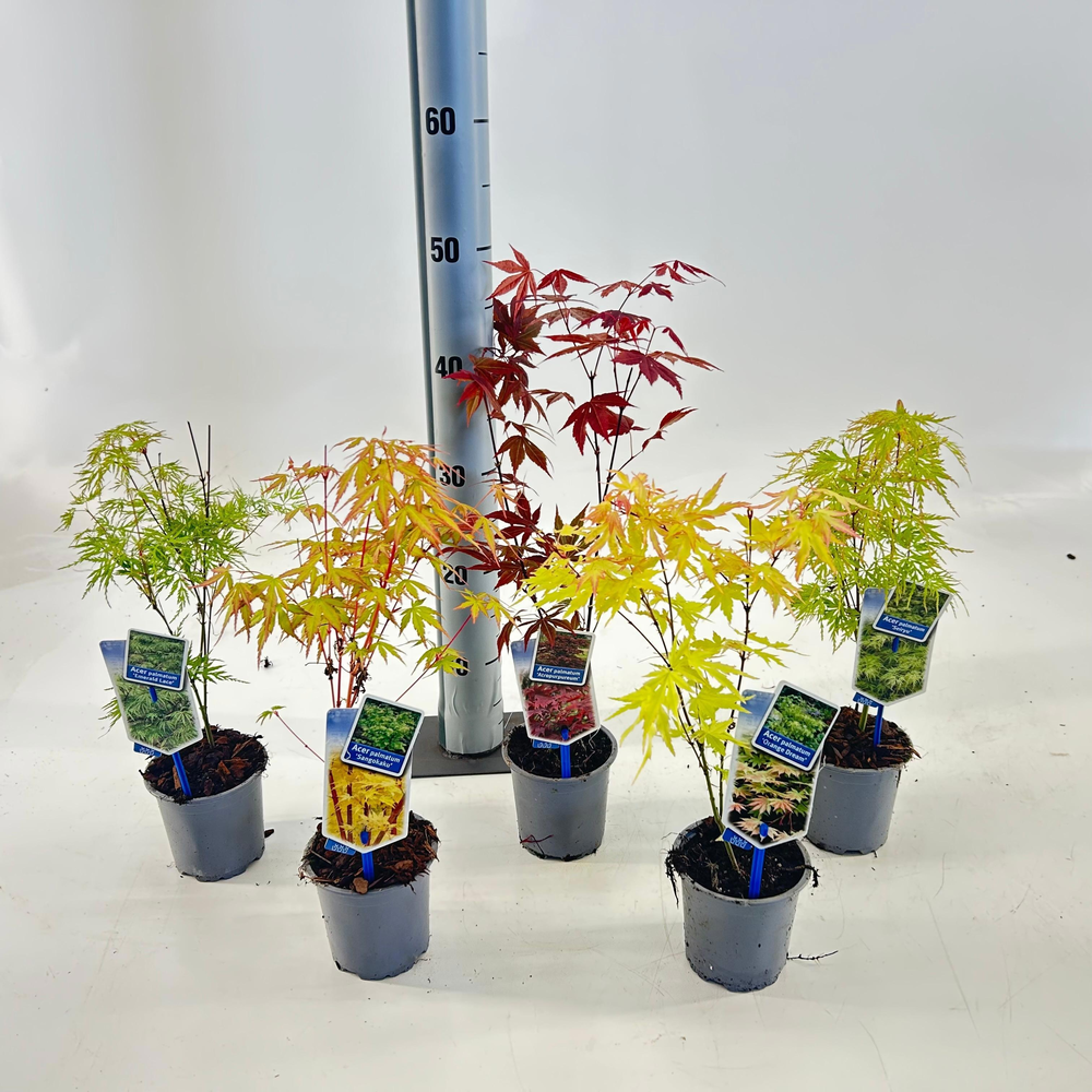 Acer palmatum in soorten (minimale order one layer.