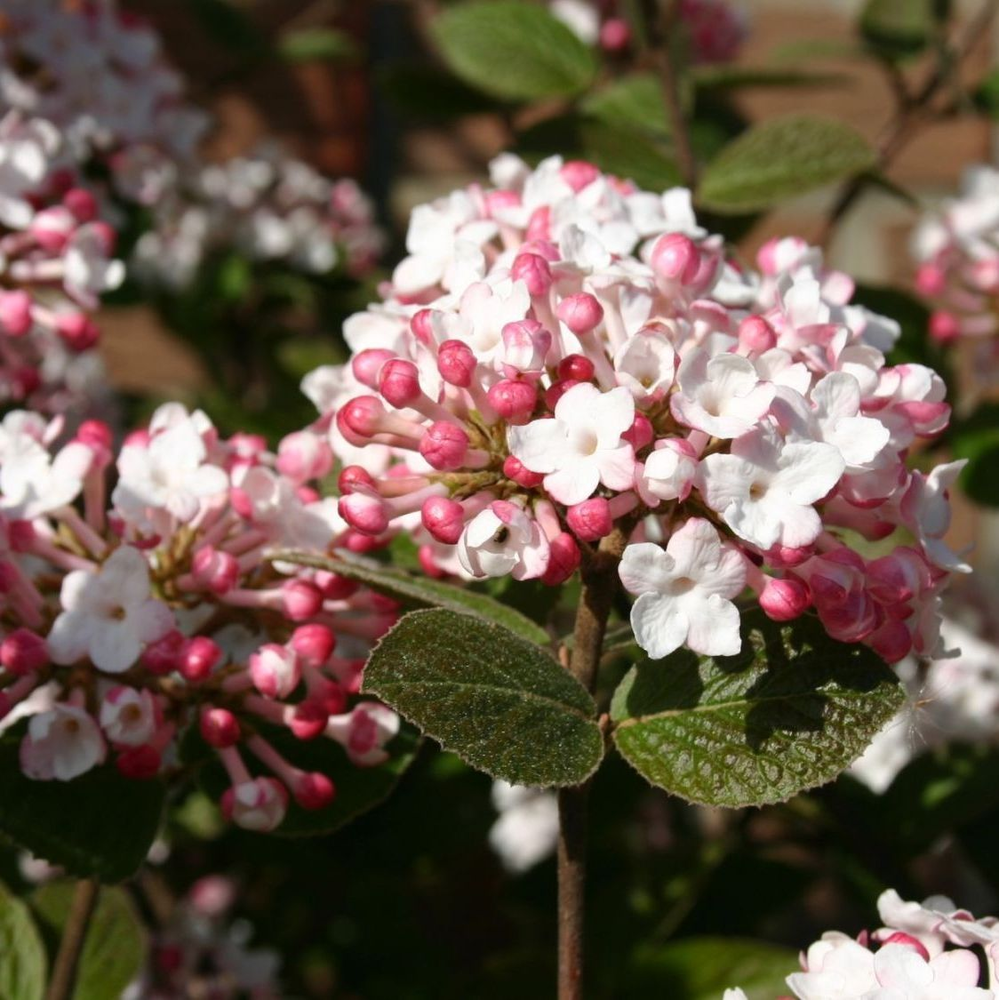 Viburnum carlesii 'Aurora'.