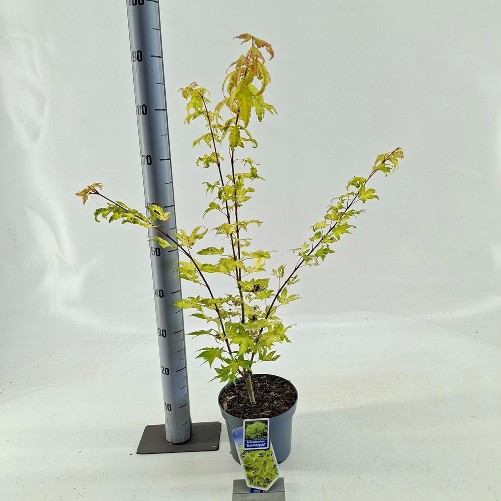 Acer pal. 'Summer Gold'.