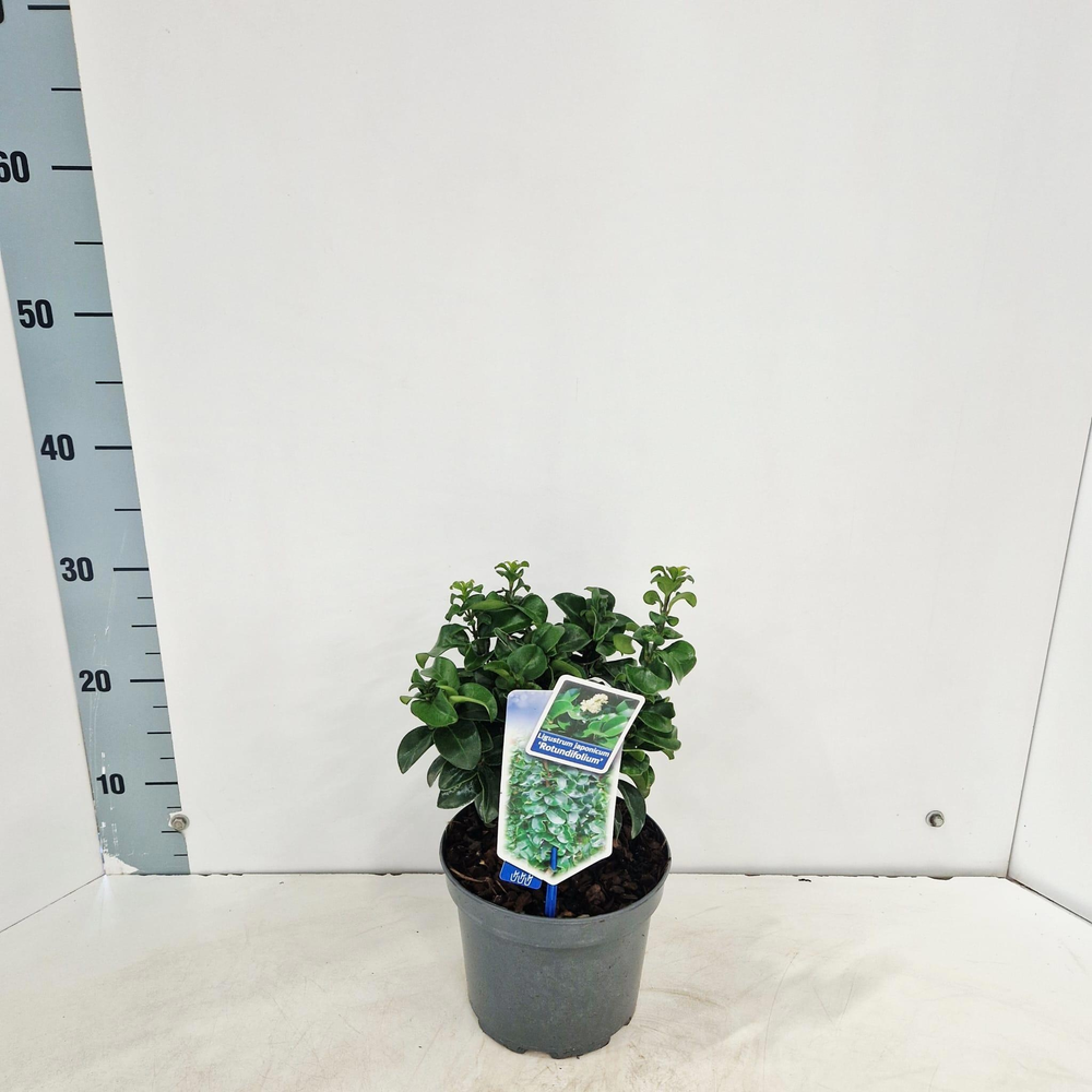 Ligustrum jap. 'Rotundifolium'.