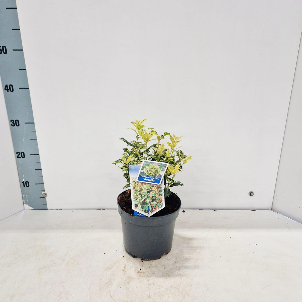 Osmanthus het. ‘Goshiki’.