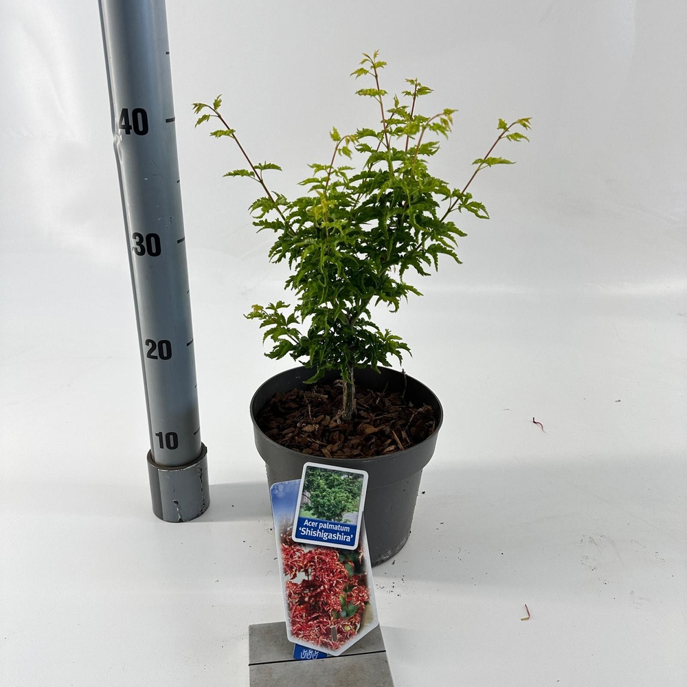 Acer pal. 'Shishigashira'.