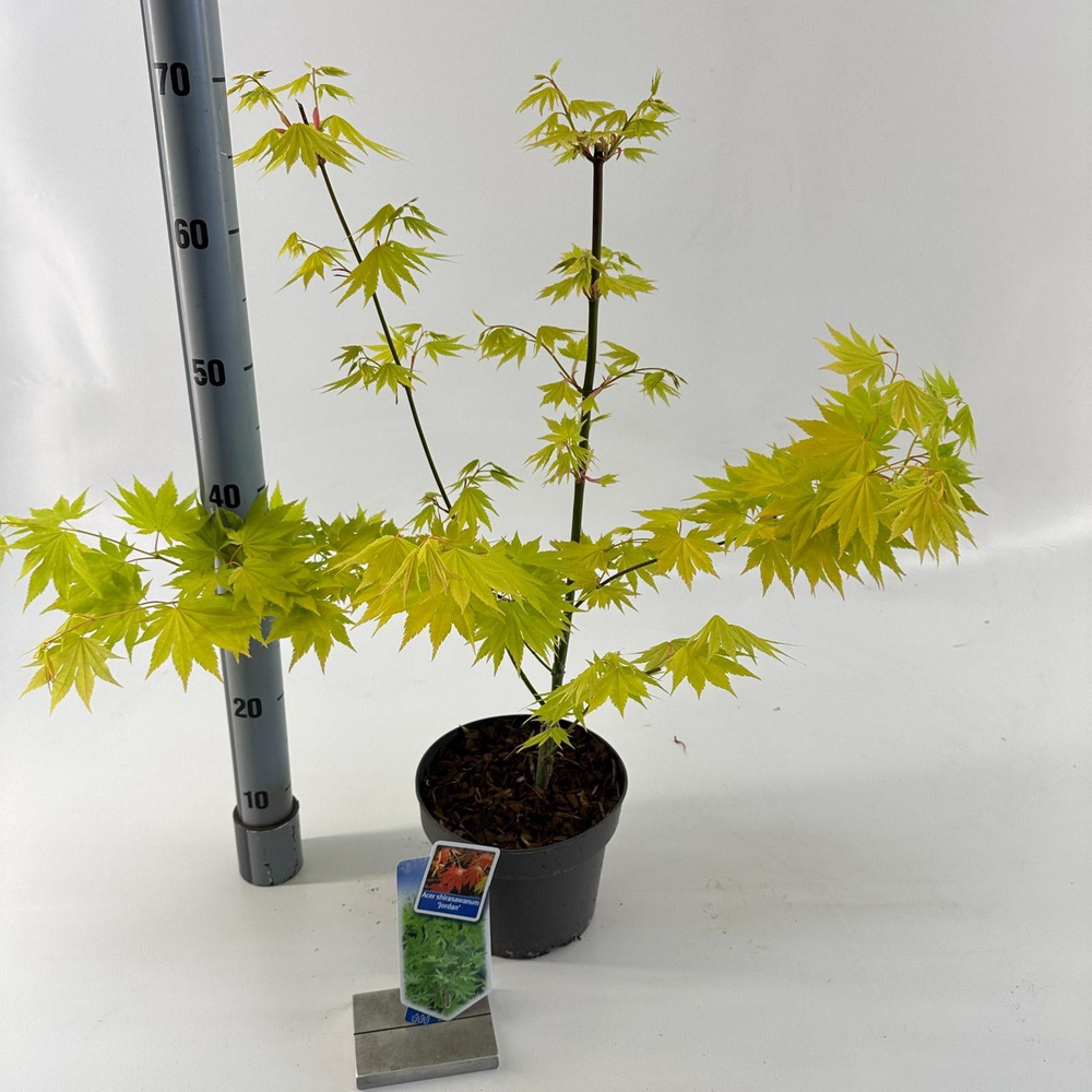 Acer shirasawanum 'Jordan'.