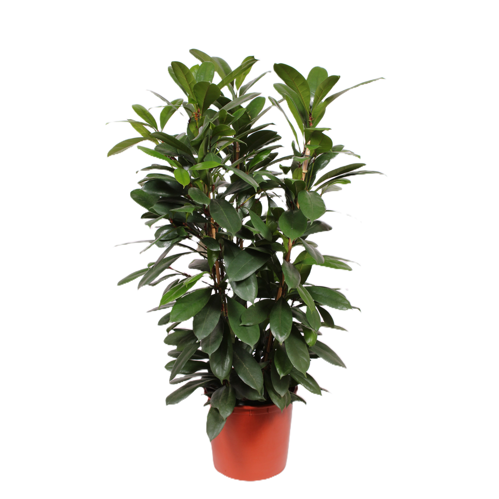 Ficus Cyathistipula 3pp.