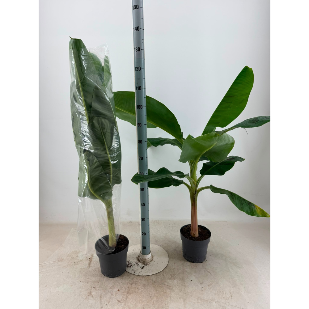 Musa Dwarf Cavendish p21.