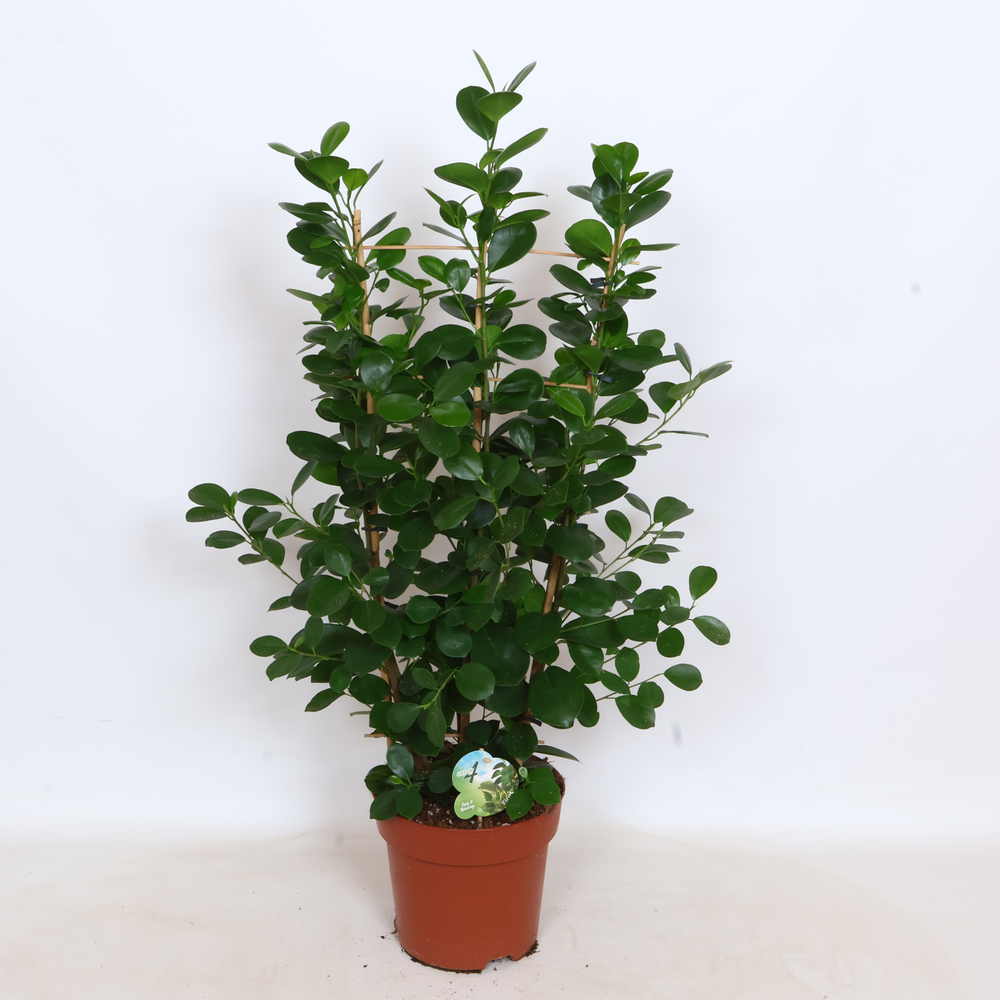 Ficus Moclamé Rek - Green4life.