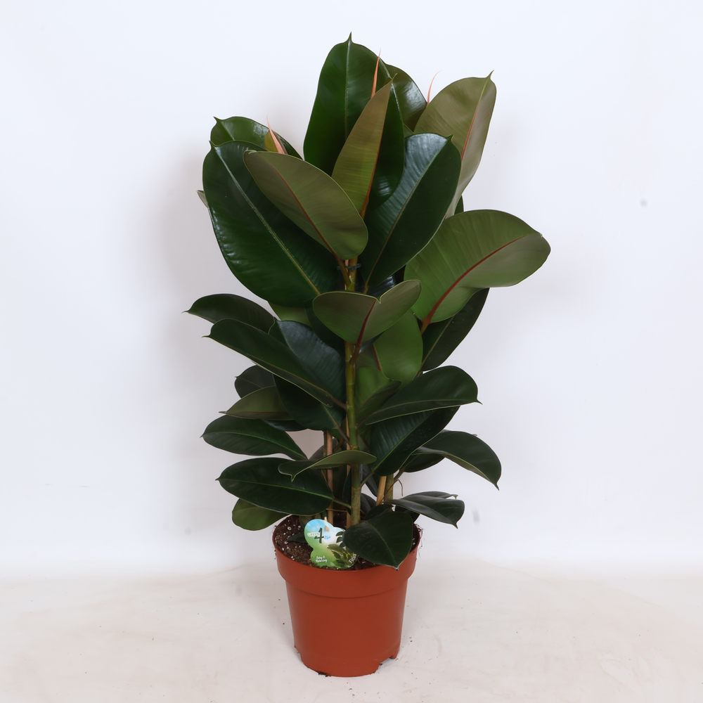 Ficus Robusta Toef - Green4life.