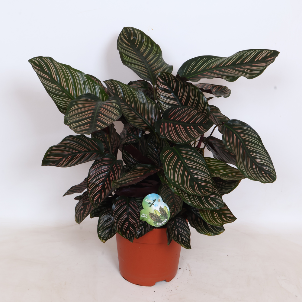 Calathea Ornata Sanderiana - Green4life.