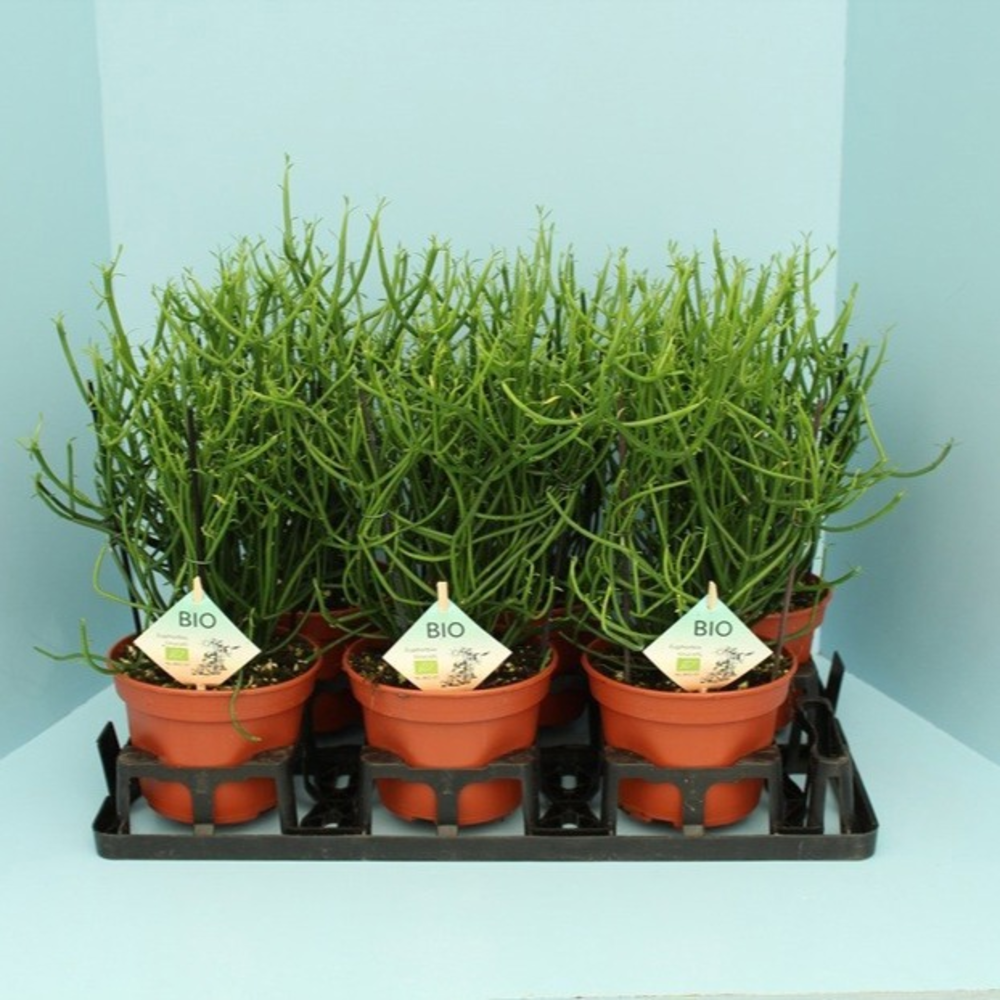 Bio Euphorbia tirucalli 30-TIRU17.