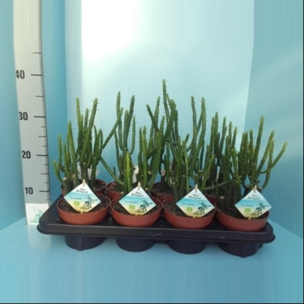 Bio Euphorbia Cedorum 390-Ced13.