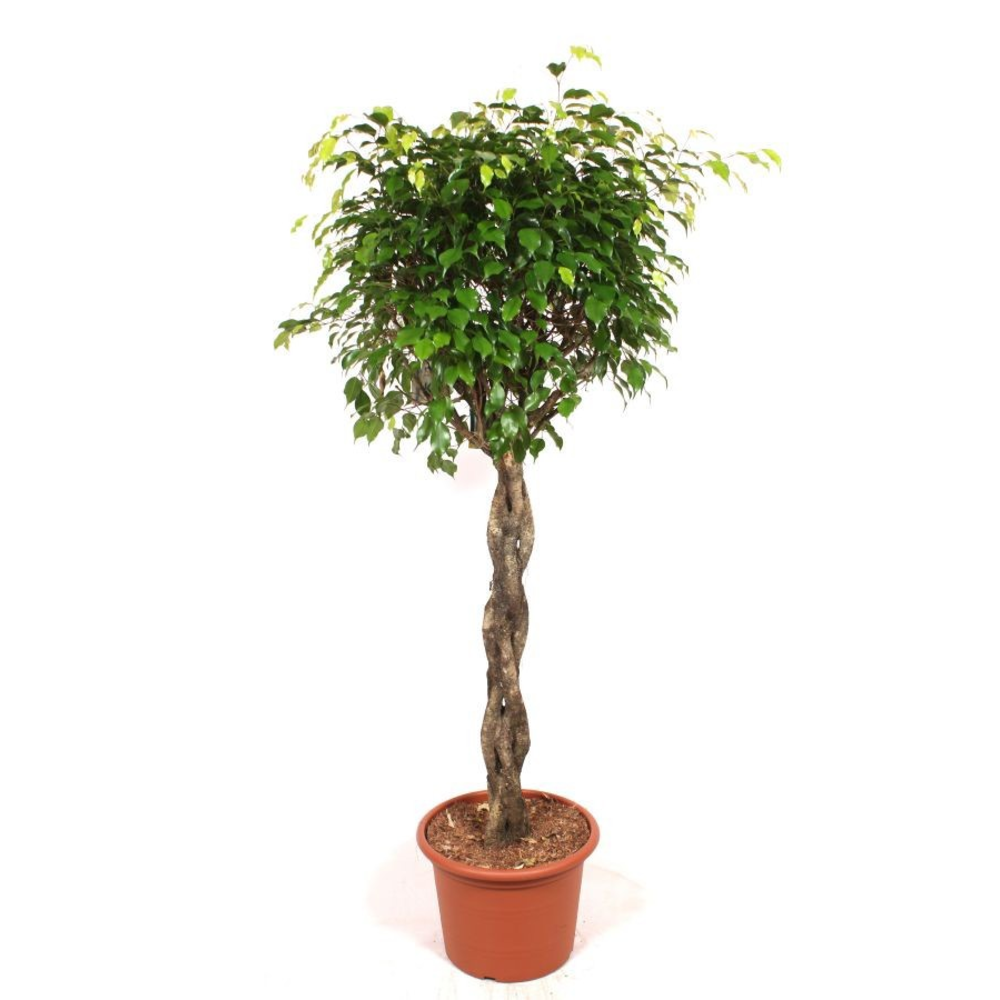 Ficus Exotica.