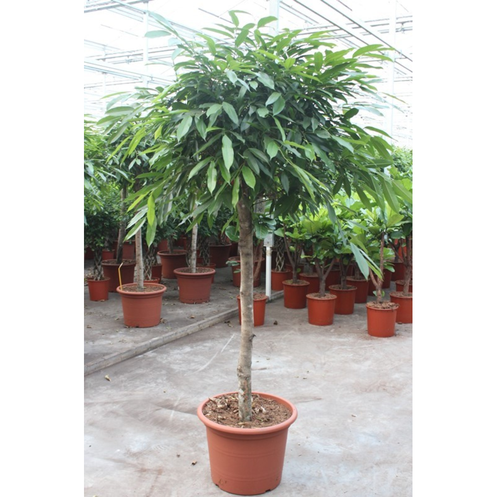 Ficus Amstel King.