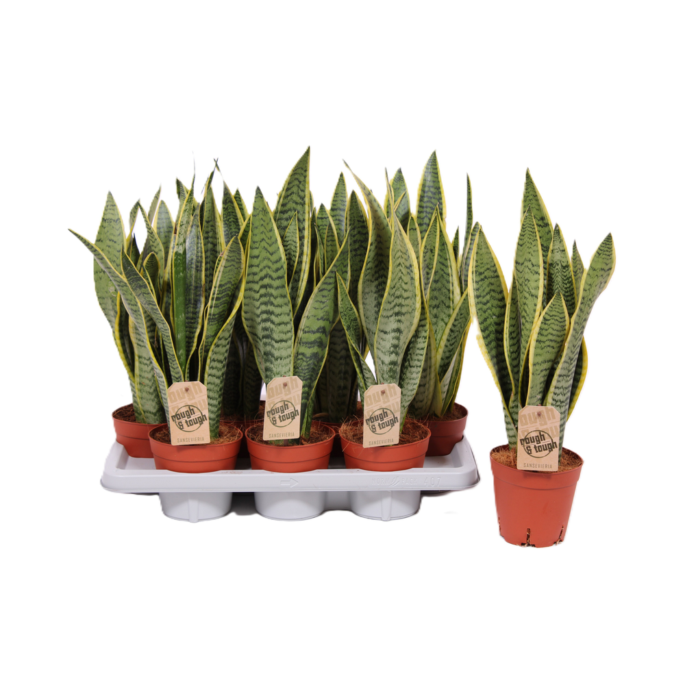 Sansevieria Laurentii.