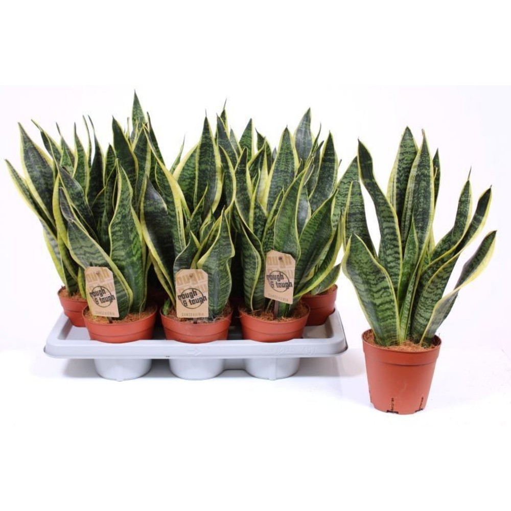 Sansevieria Superba.