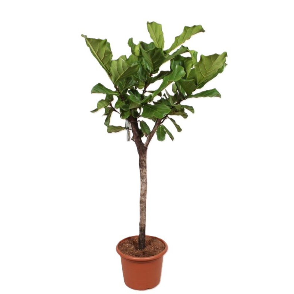 Ficus lyrata.