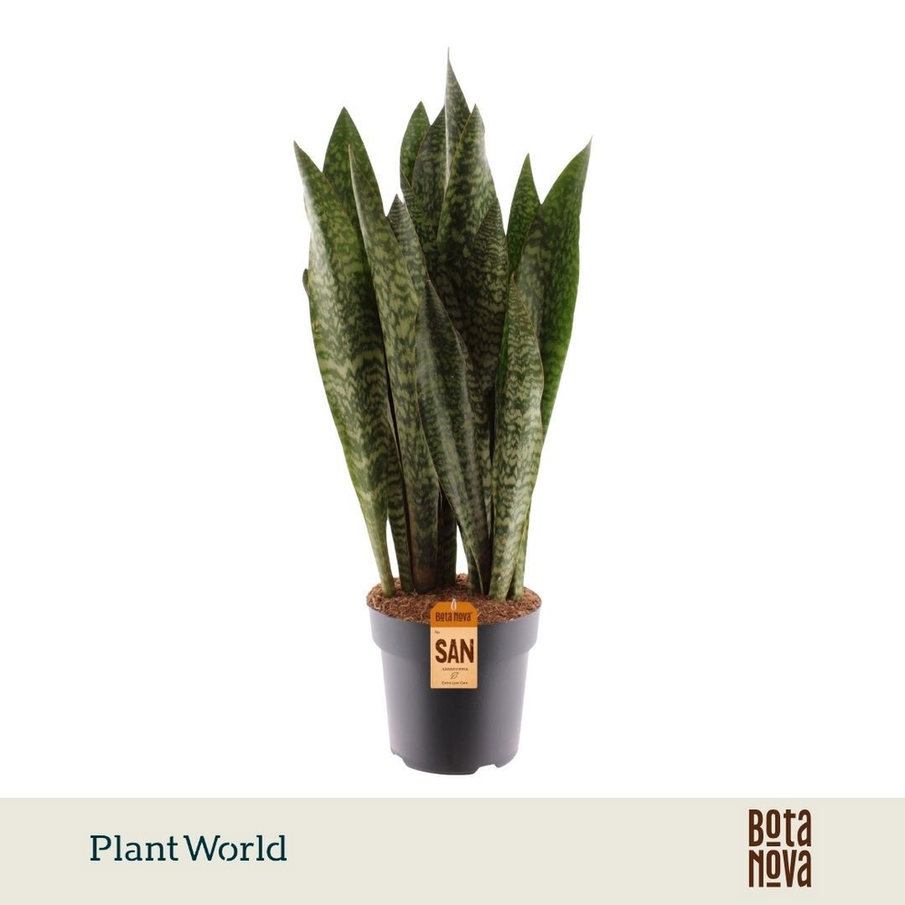 Sansevieria Zeylanica.