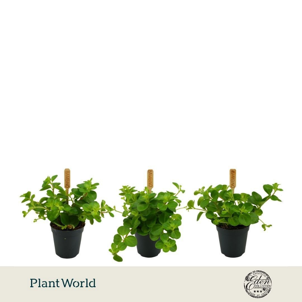 Peperomia Rotundifolia 5,5cm.