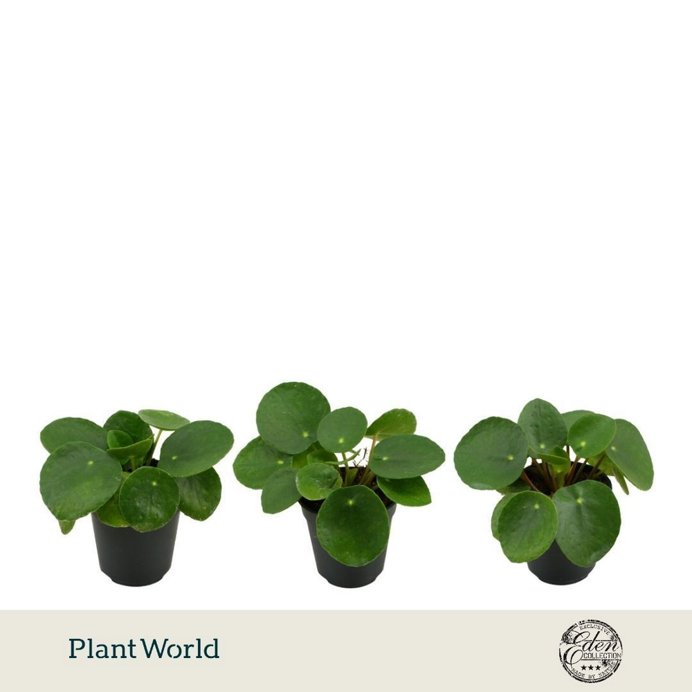 Pilea Peperomioides 5,5cm.