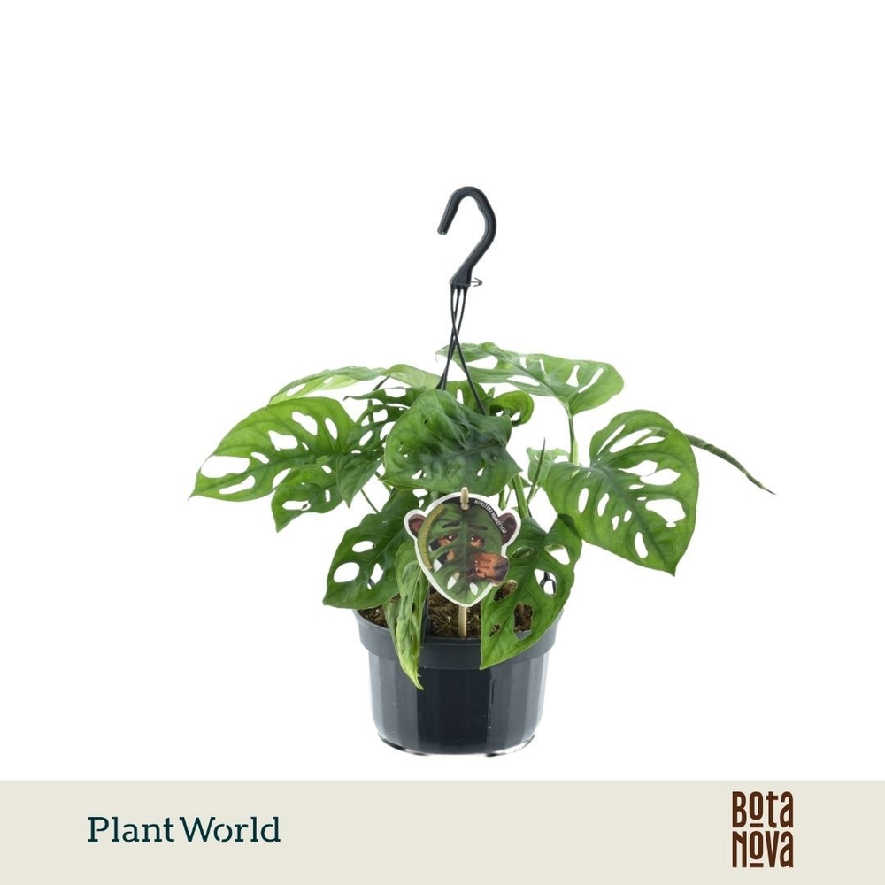 Monstera obliqua 'Monkey Leaf' Hangpot.
