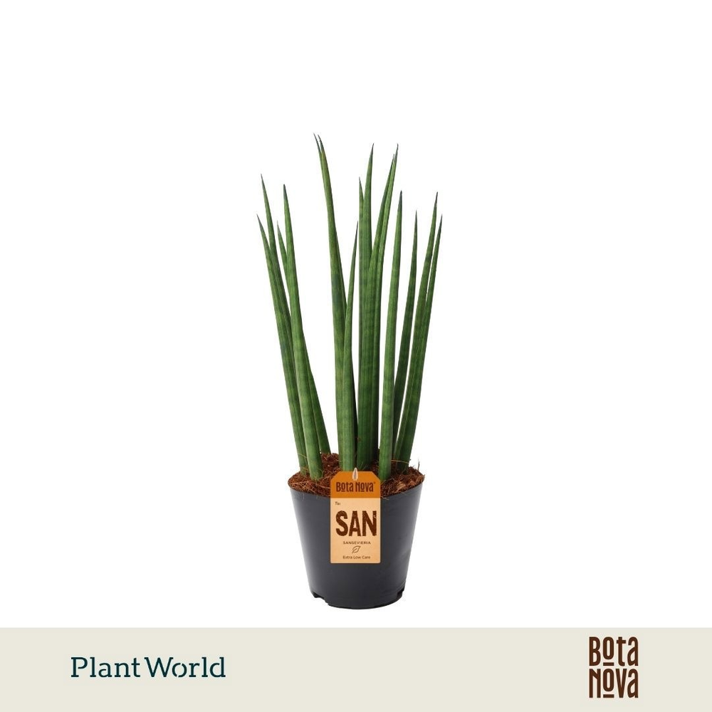 Sansevieria cylindrica 'Bacularis' / Mikado.