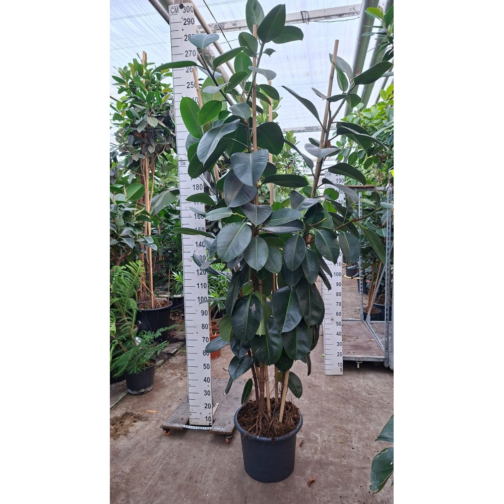 Ficus Elastica Robusta toef 210.