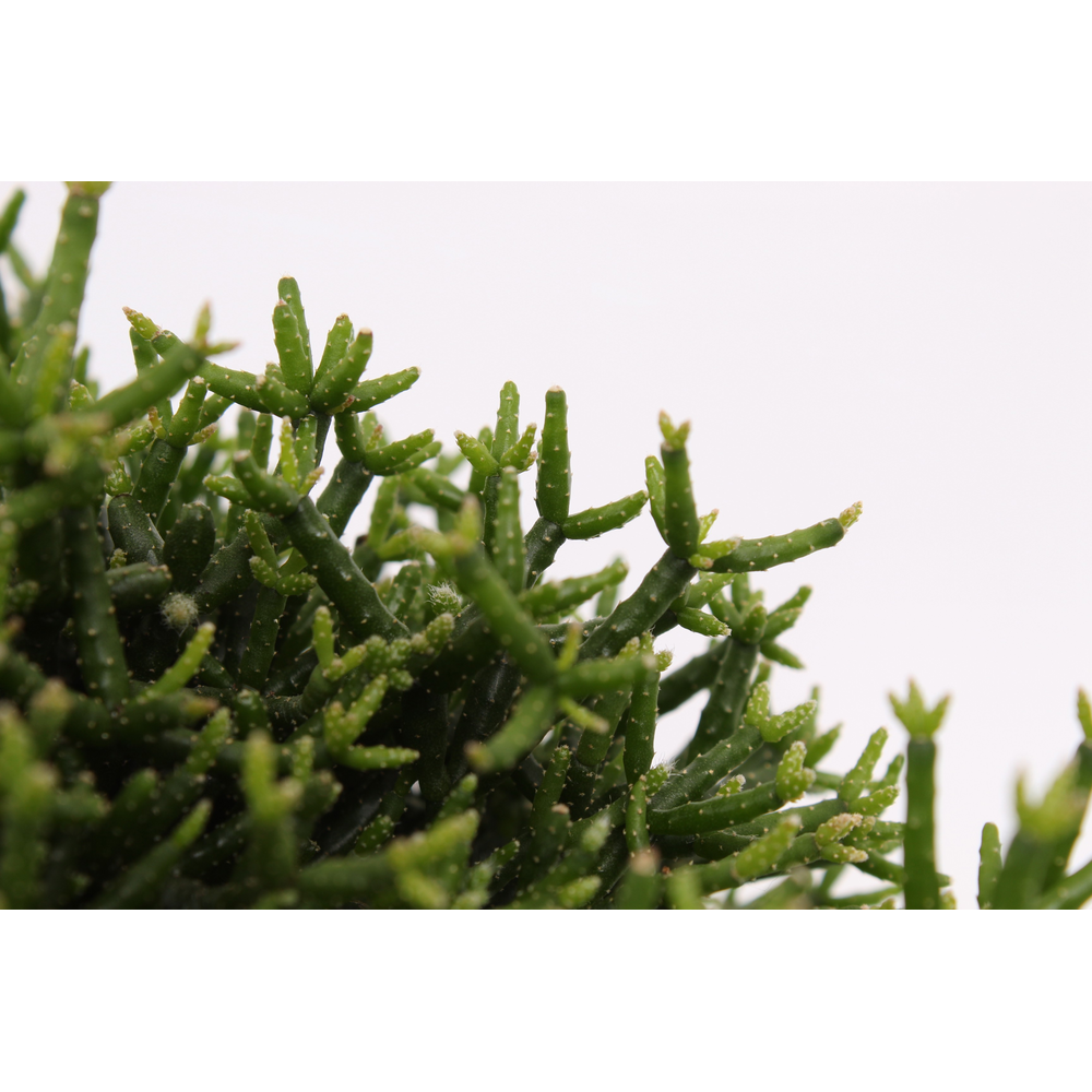 Hatiora salicornioides 10,5 cm Decorum.