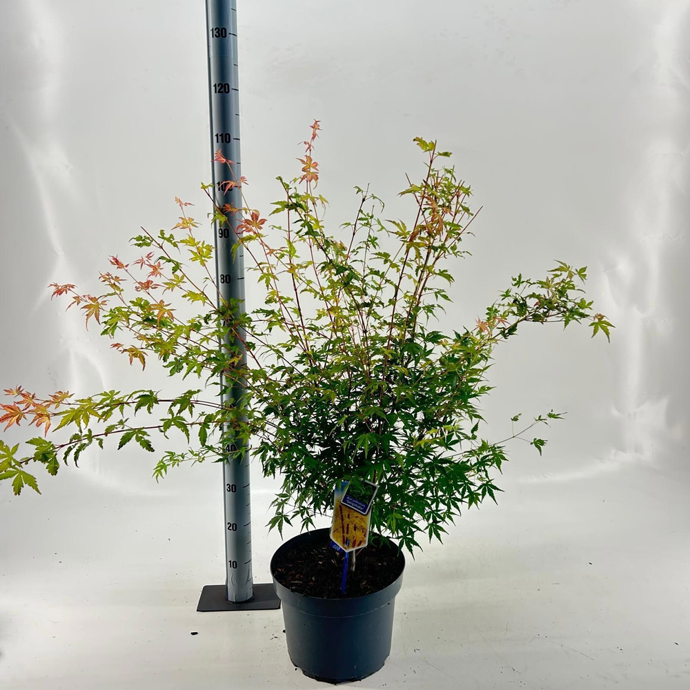 Acer pal. 'Sangokaku'.