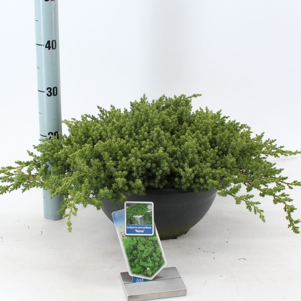 Juniperus procumbens 'Nana'.