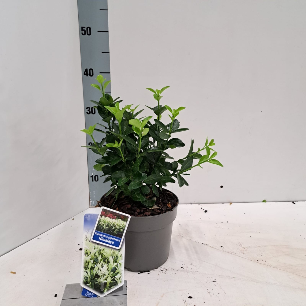 Euonymus jap. Himalaya ('Lankveld06'PBR).