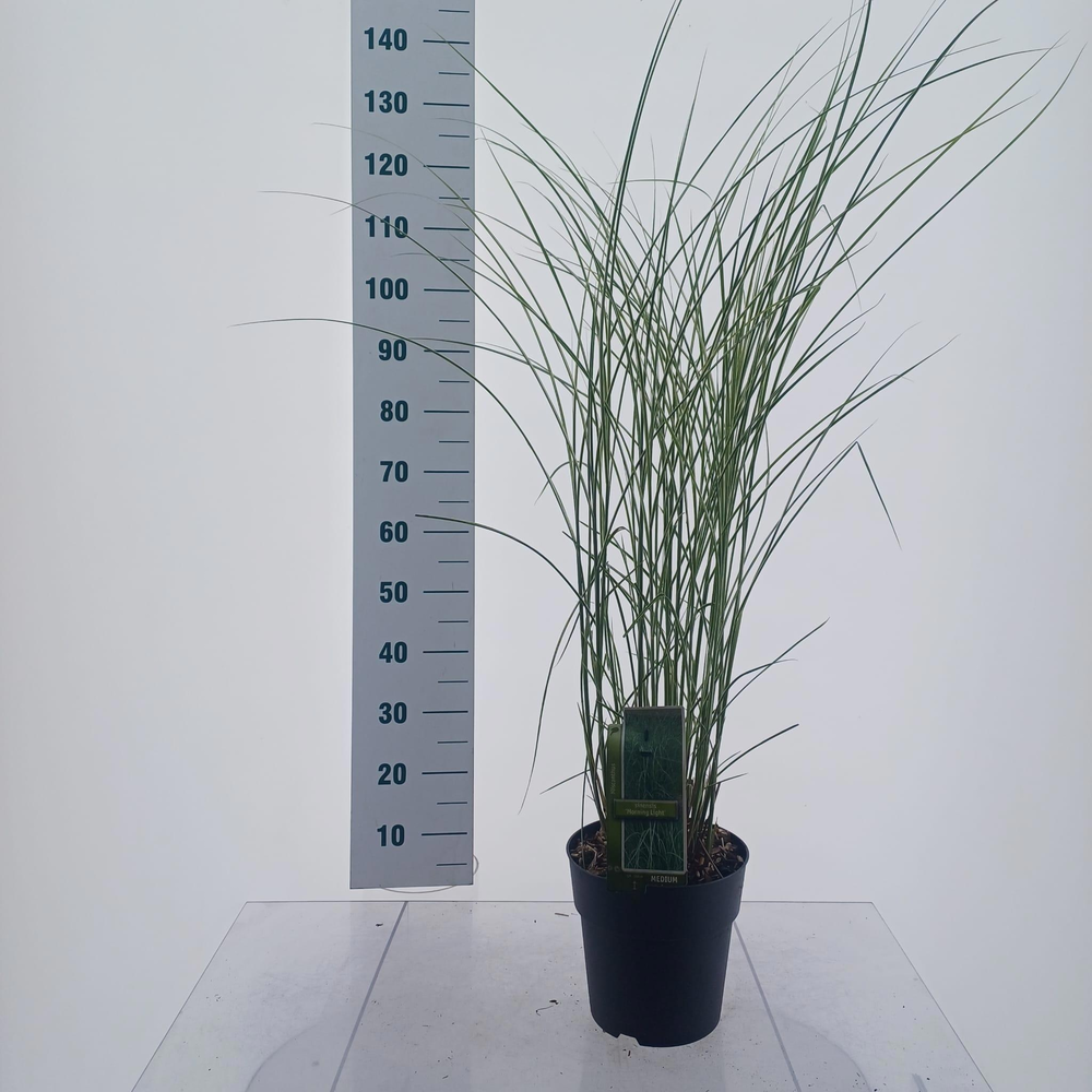 Miscanthus sin. 'Morning Light'.