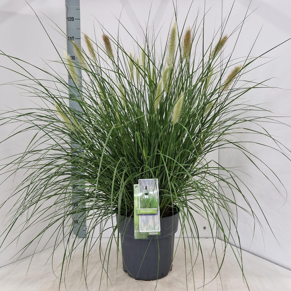 Pennisetum alopecuroides.