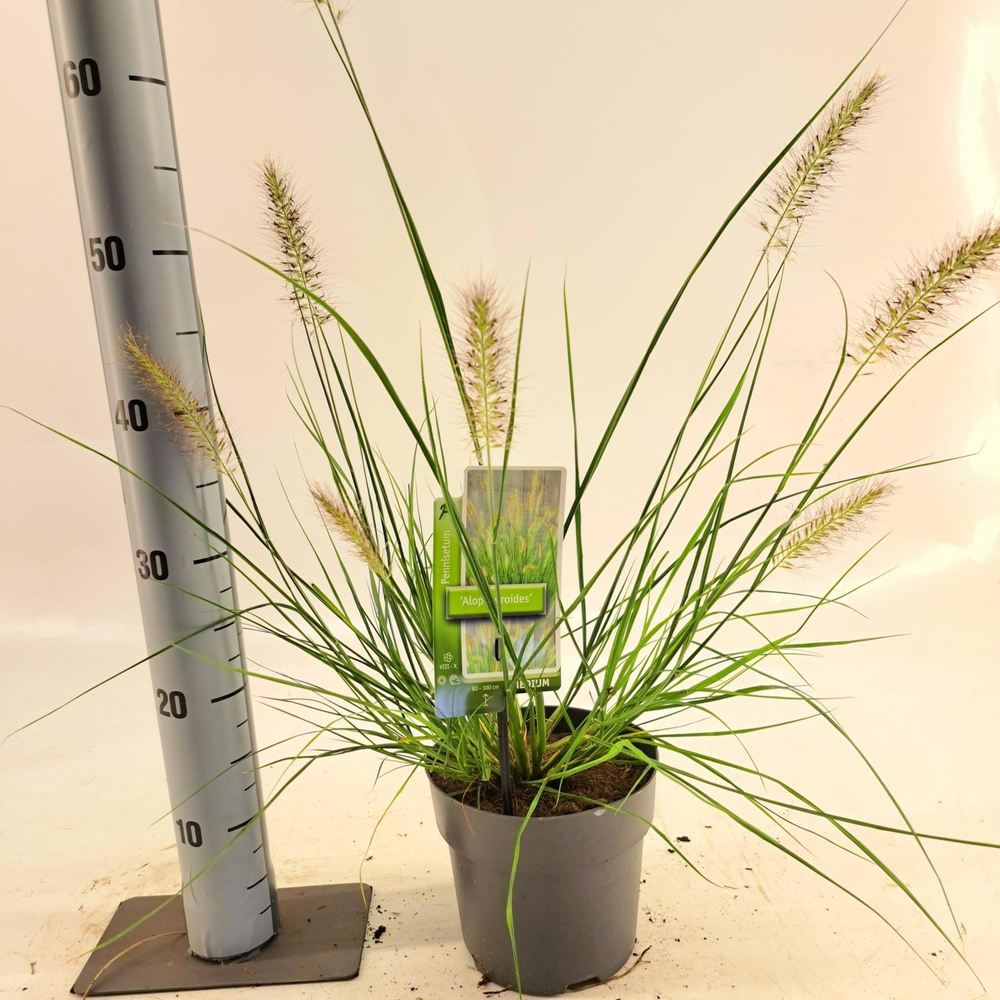 Pennisetum alopecuroides.