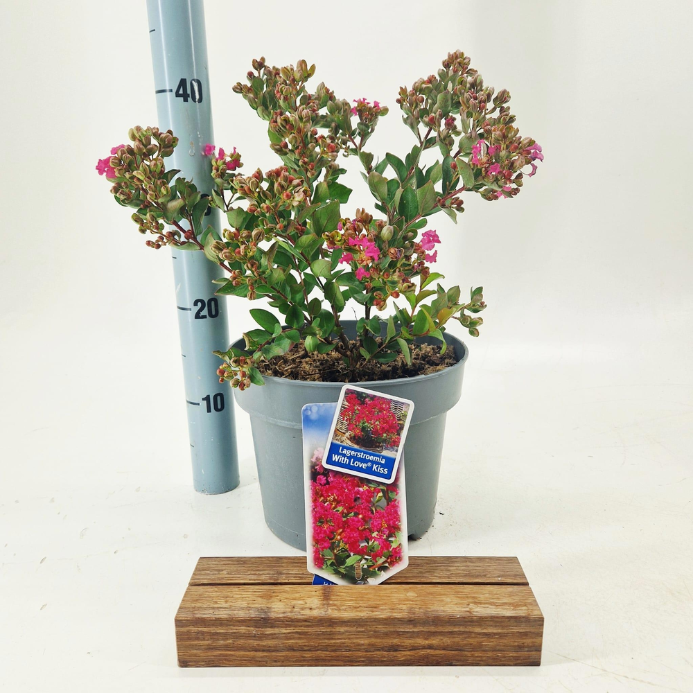 Lagerstroemia indica With Love Kiss ('Milarosso'PB.