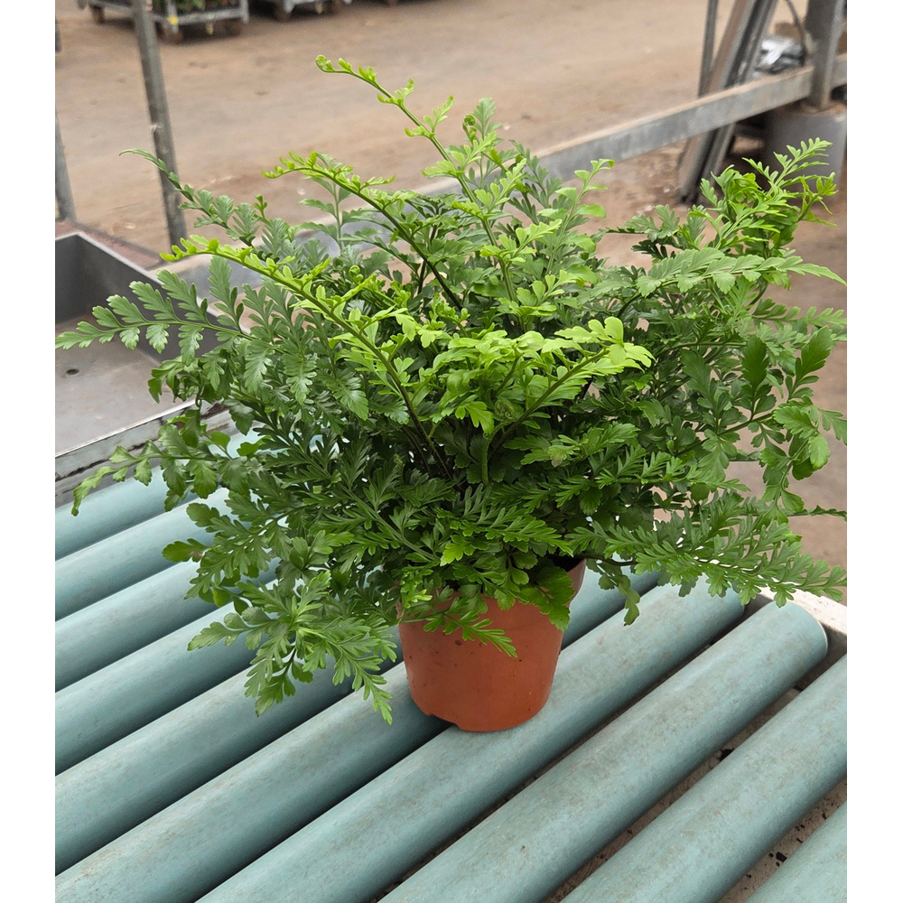 Asplenium parvati - Air So Pure.