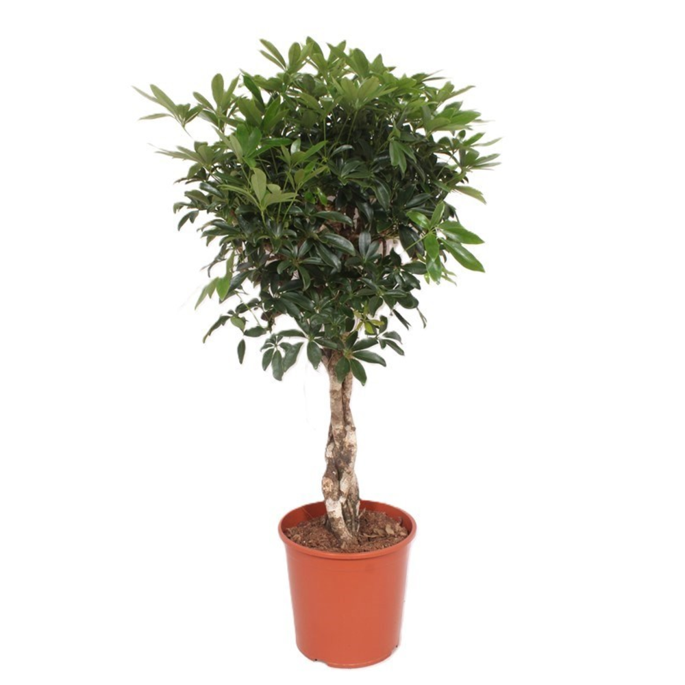 Schefflera arboricola 'Compacta'.