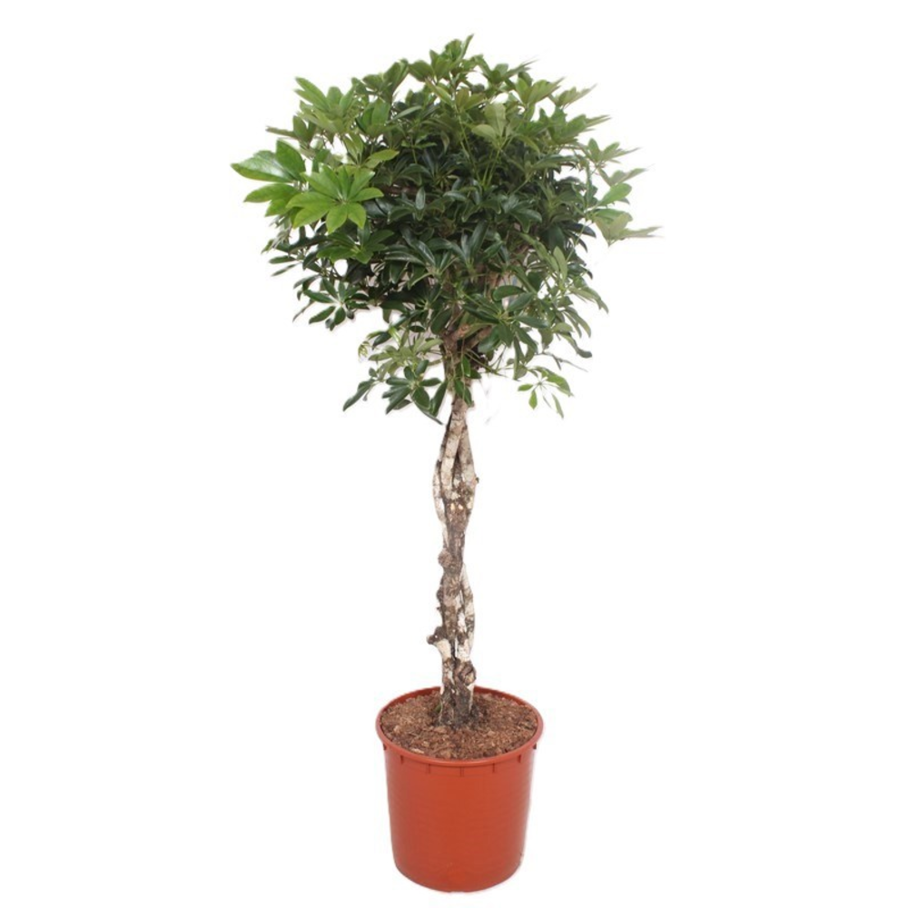 Schefflera arboricola 'Compacta'.