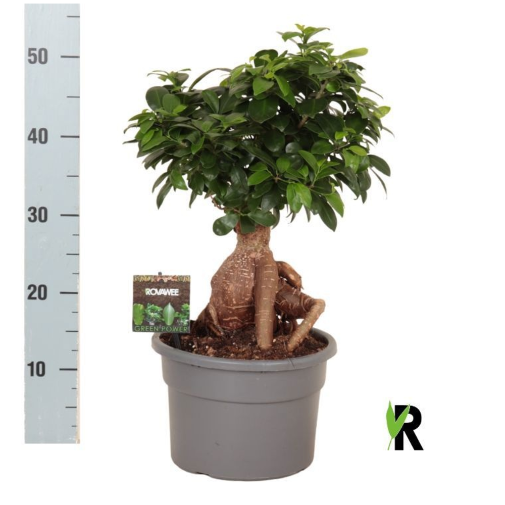 Ficus micr. Ginseng in kunststof pot.