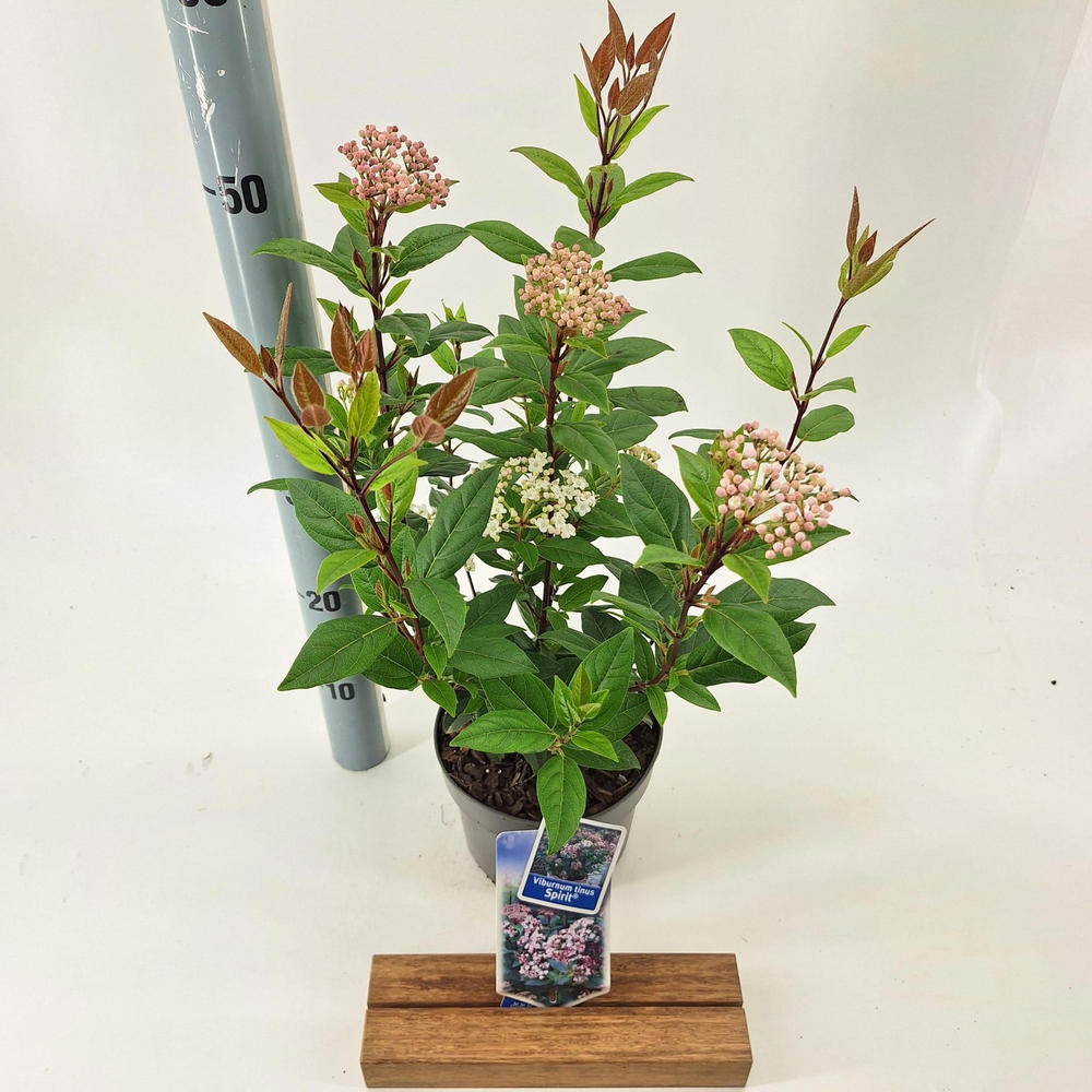 Viburnum tinus Spirit ('Anvi'PBR).